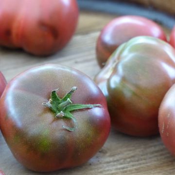 Pomodoro Variegato/Multicolore Nero di Crimea