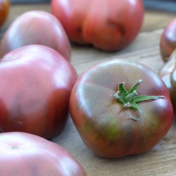 Pomodoro Variegato/Multicolore Nero di Crimea (piante)