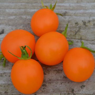 Pomodoro arancione Orange Berry