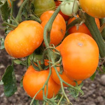 Pomodoro arancione Orange Queen