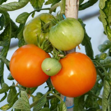 Pomodoro Variegato/Multicolore Orange Queen (piante)