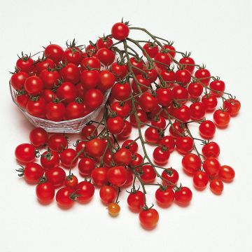 Pomodoro ciliegino/datterino Pepe (piante)