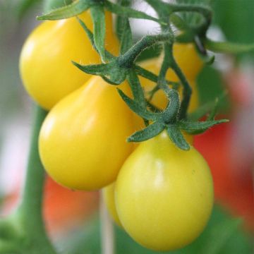 Pomodoro ciliegino/datterino Gialla pera