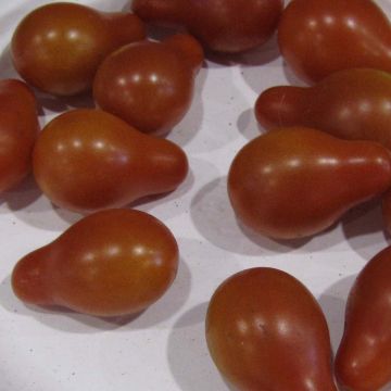 Pomodoro ciliegino/datterino Rosso pera