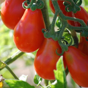 Pomodoro ciliegino/datterino Rosso pera Bio - Ferme de Sainte Marthe