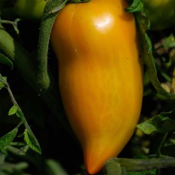 Pomodoro Peperone giallo