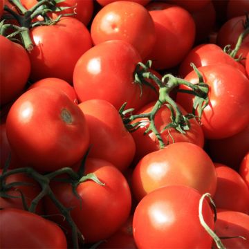 Pomodoro Premio