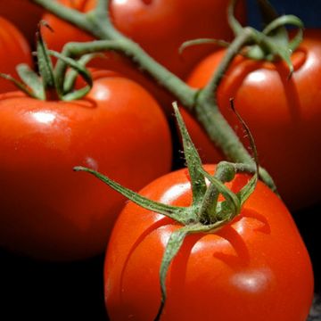 Pomodoro a grappolo Premio (piante)