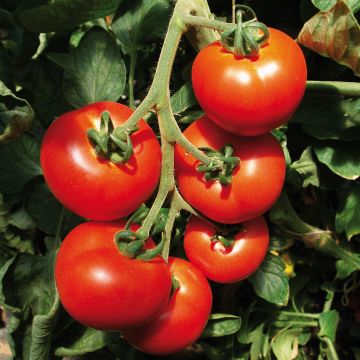 Pomodoro tondo liscio Previa (piante innestate)