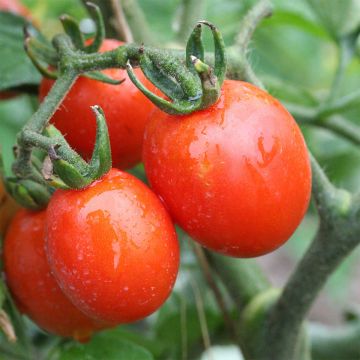 Pomodoro ciliegino Principe Borghese Bio - Ferme de Sainte Marthe