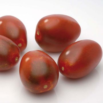 Pomodoro Variegato/Multicolore Prugna nera (piante)