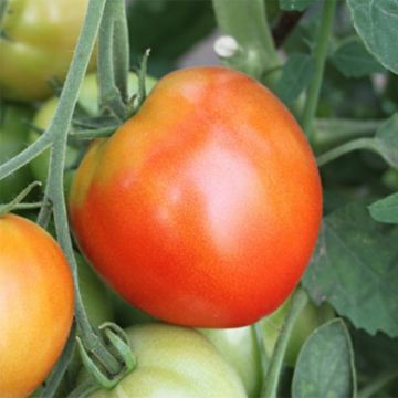 Pomodoro tondo liscio Pyros (piante)