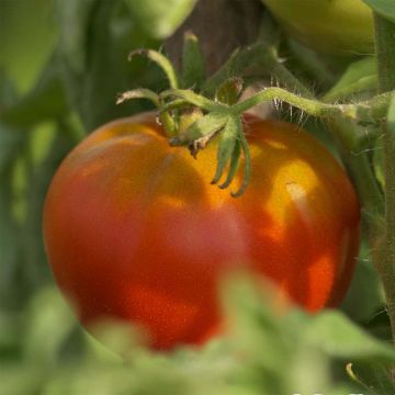 Pomodoro Reine des hâtives