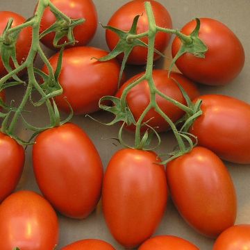 Pomodoro lungo Roma