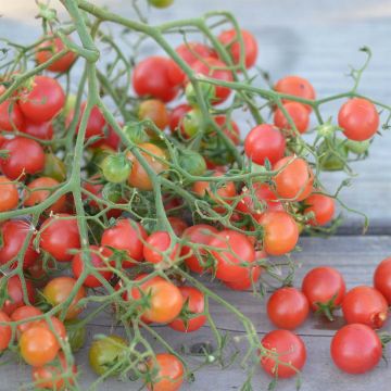 Pomodoro ciliegino/datterino Rose Quartz Multiflora