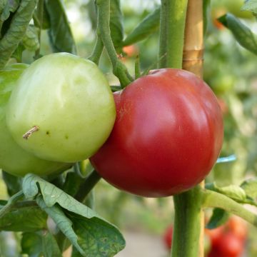 Pomodoro Variegato/Multicolore Rosa da Berna