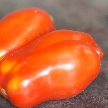 Pomodoro lungo San Marzano