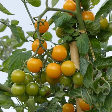 Pomodoro ciliegino/datterino Stargold F1