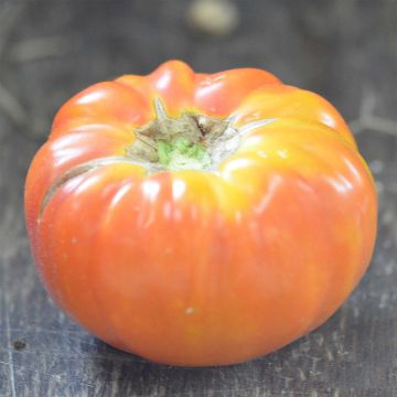 Pomodoro Variegato/Multicolore Striped German