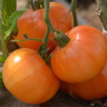 Pomodoro Summer Cider