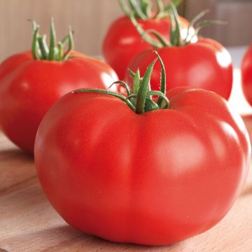 Pomodoro cuore di bue/Beefsteak Supersteak