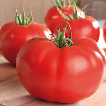 Pomodoro cuore di bue/Beefsteak Supersteak F1