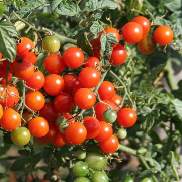 Pomodoro ciliegino/datterino Sweetbaby