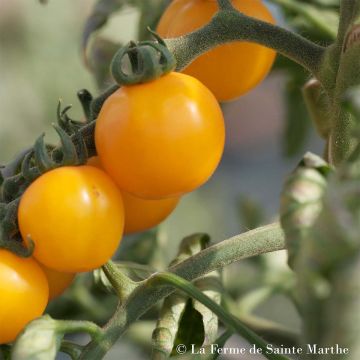 Pomodoro Tangerine