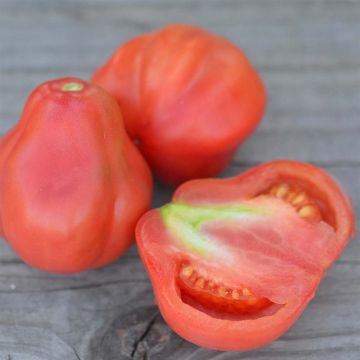 Pomodoro Tlacolula Pink