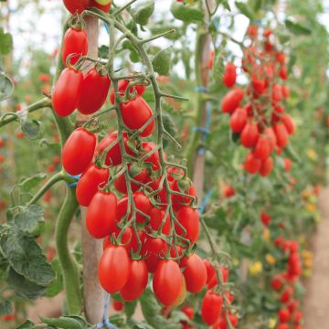 Pomodoro ciliegino/datterino Trilly (piante)