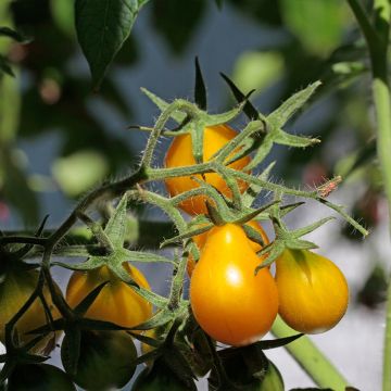 Pomodoro ciliegino Yellow Pearshaped BIO (semi)