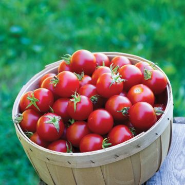 Pomodoro ciliegino/datterino Baby Boomer F1