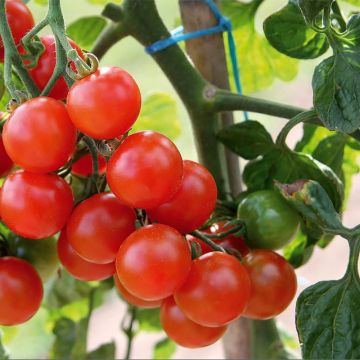 Pomodoro ciliegino/datterino Gusta Mini Red F1