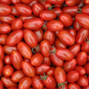 Pomodoro ciliegino/datterino Trilly (piante innestate)