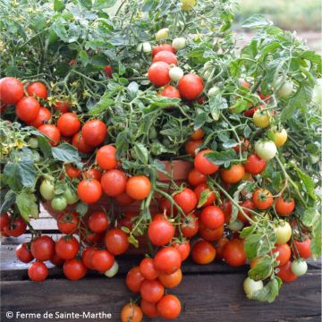 Pomodoro ciliegino/datterino Maskotka