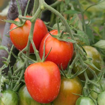 Pomodoro de Berao