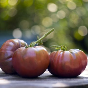 Pomodoro scuro Nero di Crimea F1 (piante innestate)