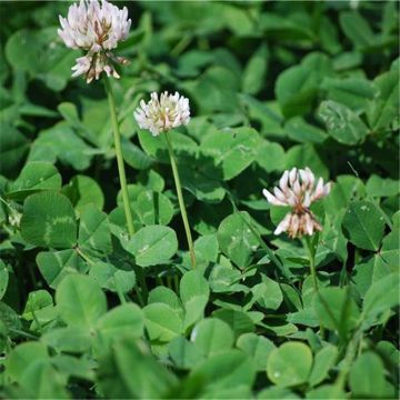 Trifolium repens - Ferme de Sainte Marthe - Trifoglio ladino