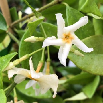 Trachelospermum jasminoides Star of Toscane - Falso gelsomino