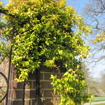 Trachelospermum jasminoides Golden Memories - Falso gelsomino