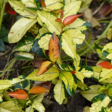 Trachelospermum asiaticum Ogon-Nishiki - Falso gelsomino asiatico