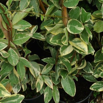 Trachelospermum jasminoides Variegatum - Falso gelsomino