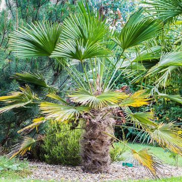 Trachycarpus wagnerianus