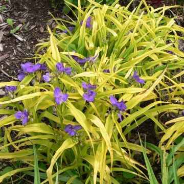 Tradescantia andersoniana Blue and Gold