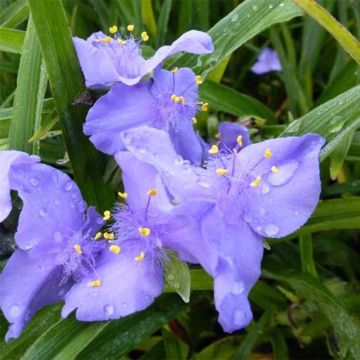 Tradescantia andersoniana JC Weguelin