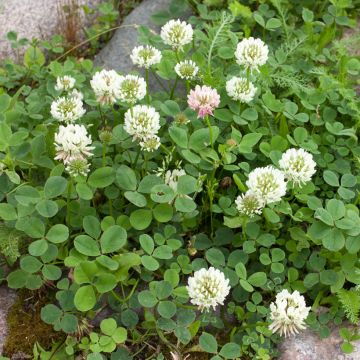 Trifolium repens - Trifoglio bianco