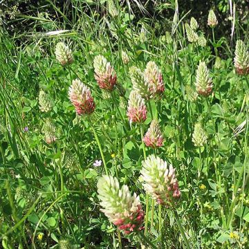 Trifolium alexandrinum - Trifoglio d'Alessandria