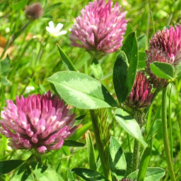 Trifolium pratense - Trifoglio pratense