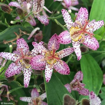 Tricyrtis formosana Pink Freckles