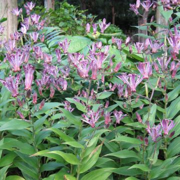 Tricyrtis hirta formosana Sinonome